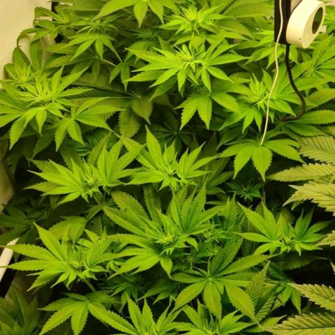 Bruce Banner #3 growlog timeline photo