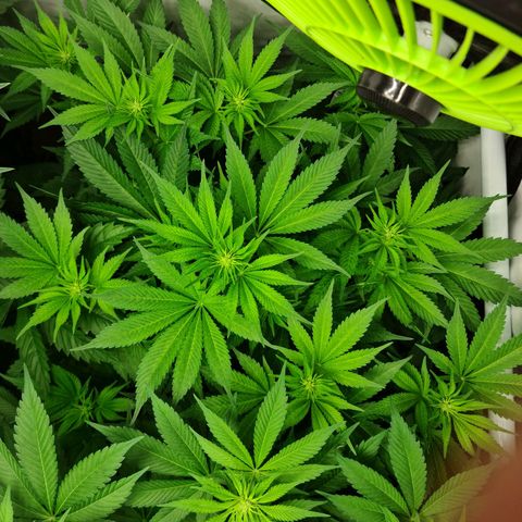 Bruce Banner #3 growlog timeline photo