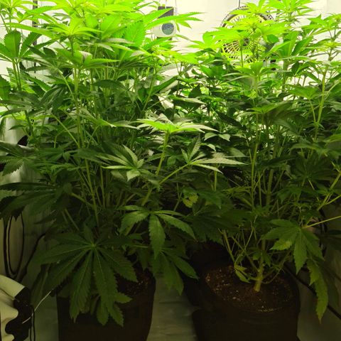 Bruce Banner #3 growlog timeline photo