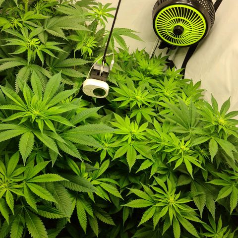 Bruce Banner #3 growlog timeline photo