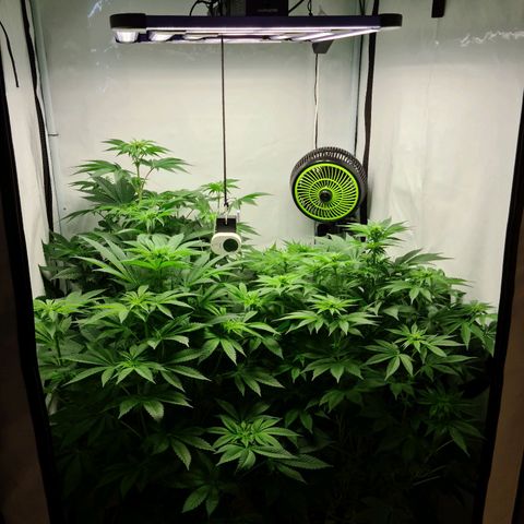 Bruce Banner #3 growlog timeline photo