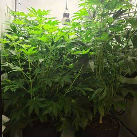 Bruce Banner #3 growlog timeline photo