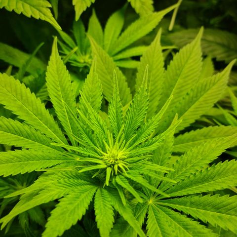 Bruce Banner #3 growlog timeline photo
