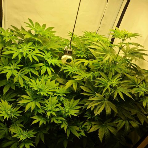 Bruce Banner #3 growlog timeline photo