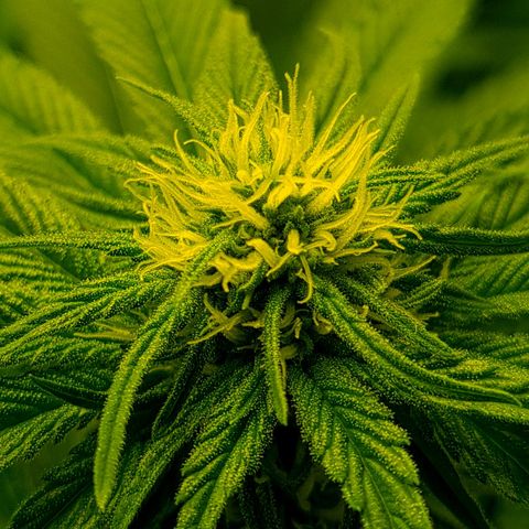 Bruce Banner #3 growlog timeline photo