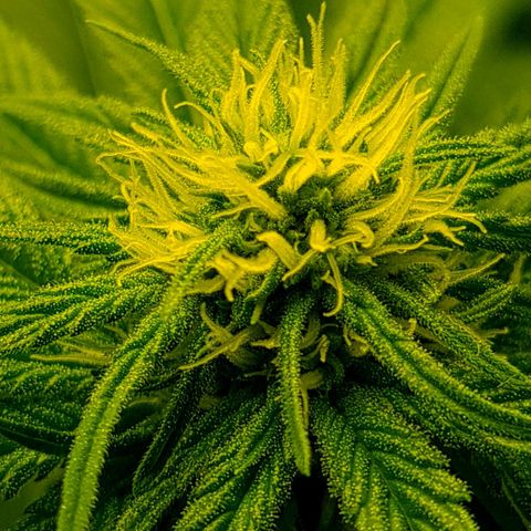 Bruce Banner #3 growlog timeline photo