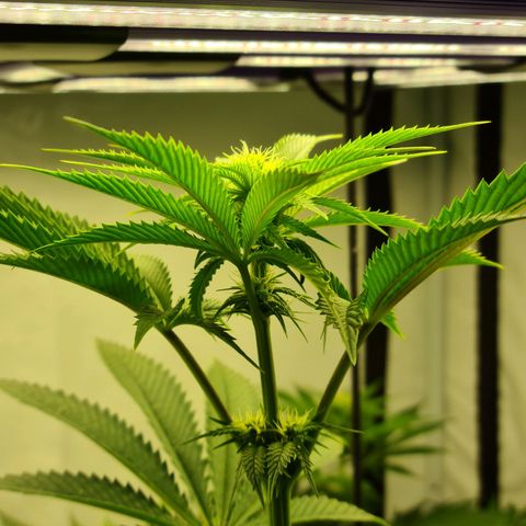 Bruce Banner #3 growlog timeline photo