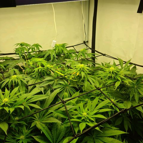 Bruce Banner #3 growlog timeline photo