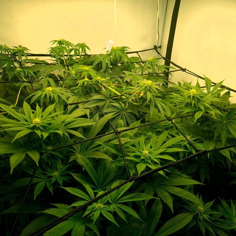 Bruce Banner #3 growlog timeline photo