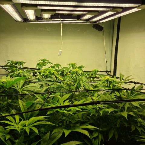 Bruce Banner #3 growlog timeline photo