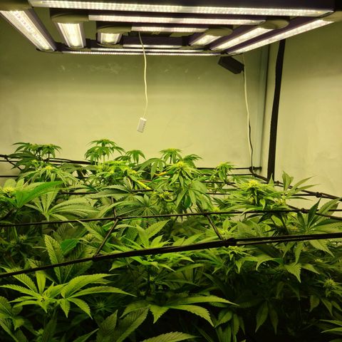 Bruce Banner #3 growlog timeline photo