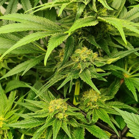 Bruce Banner #3 growlog timeline photo