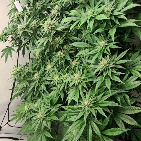 Bruce Banner #3 growlog timeline photo