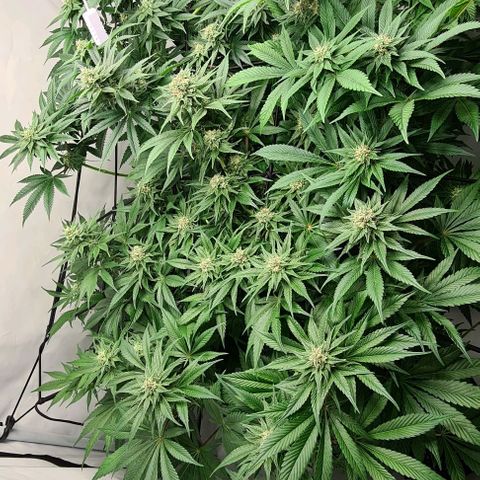 Bruce Banner #3 growlog timeline photo