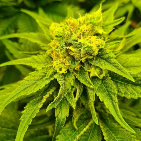 Bruce Banner #3 growlog timeline photo