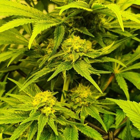 Bruce Banner #3 growlog timeline photo
