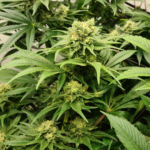 Bruce Banner #3 growlog timeline photo