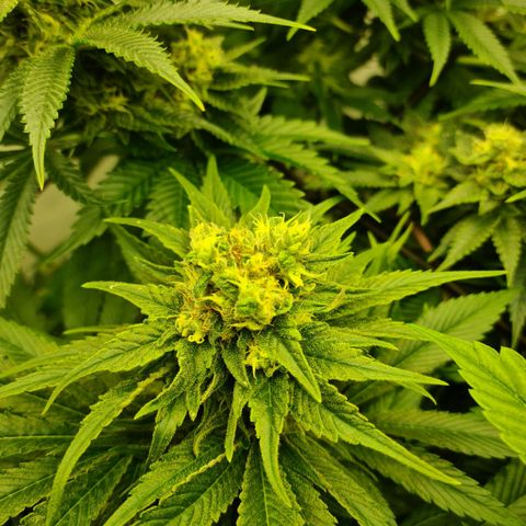 Bruce Banner #3 growlog timeline photo