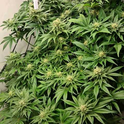 Bruce Banner #3 growlog timeline photo