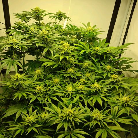 Bruce Banner #3 growlog photo: Les pompons il on pt holer holer 