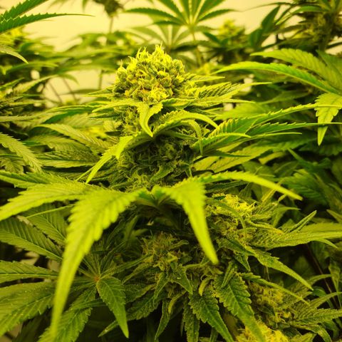 Bruce Banner #3 growlog photo: Les pompons il on pt holer holer 