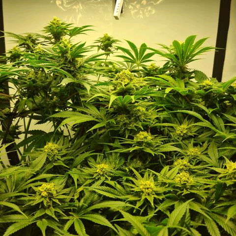 Bruce Banner #3 growlog photo: Les pompons il on pt holer holer 