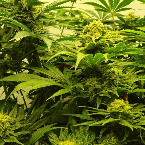 Bruce Banner #3 growlog photo: Les pompons il on pt holer holer 
