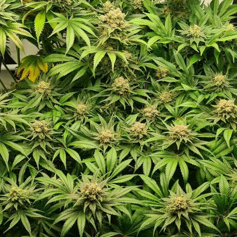 Bruce Banner #3 growlog timeline photo