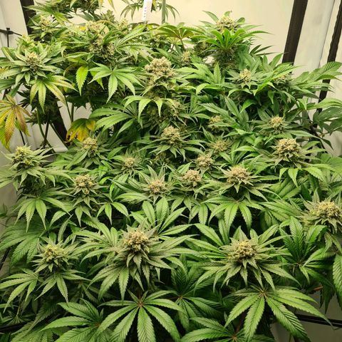 Bruce Banner #3 growlog timeline photo