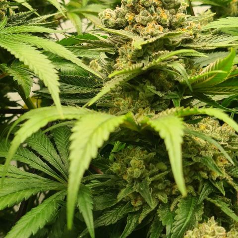 Bruce Banner #3 growlog timeline photo