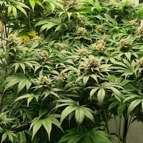 Bruce Banner #3 growlog timeline photo