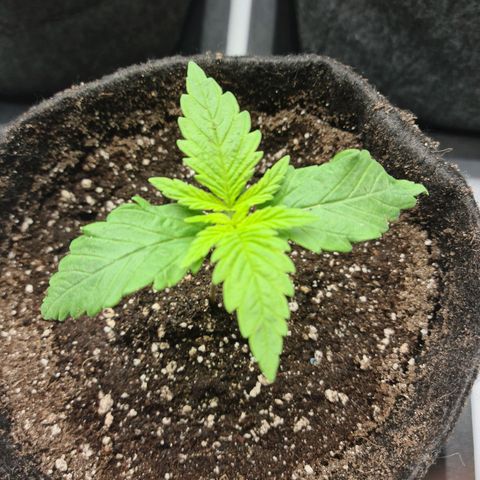 Critical Kush  growlog timeline photo