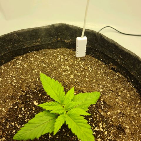 Critical Kush  growlog timeline photo