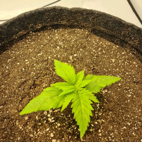 Critical Kush  growlog timeline photo