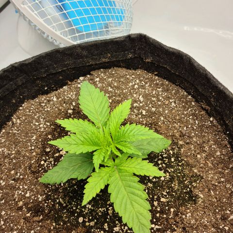 Critical Kush  growlog timeline photo