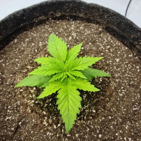 Critical Kush  growlog timeline photo
