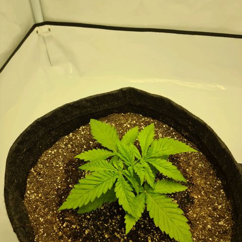 Critical Kush  growlog timeline photo
