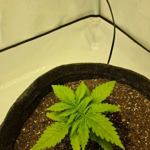 Critical Kush  growlog timeline photo