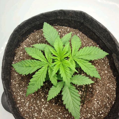 Critical Kush  growlog timeline photo