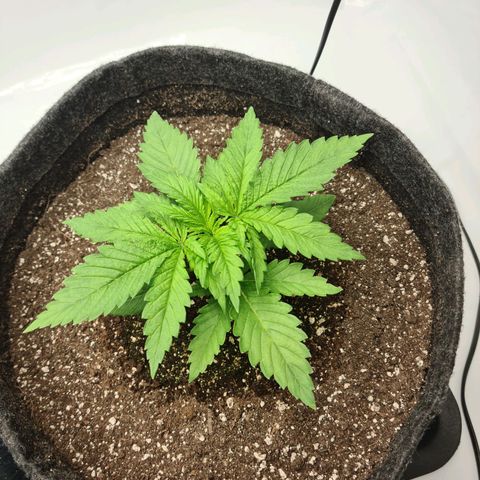 Critical Kush  growlog timeline photo