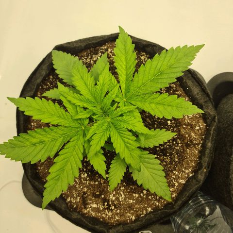 Critical Kush  growlog timeline photo