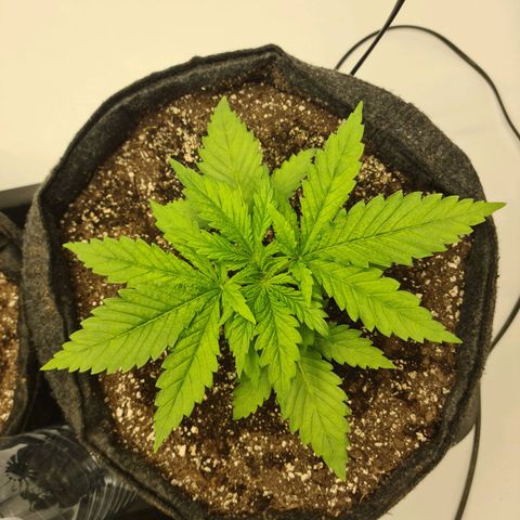 Critical Kush  growlog timeline photo