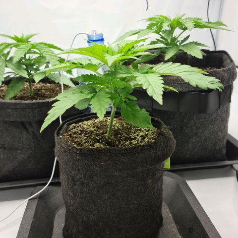 Critical Kush  growlog timeline photo