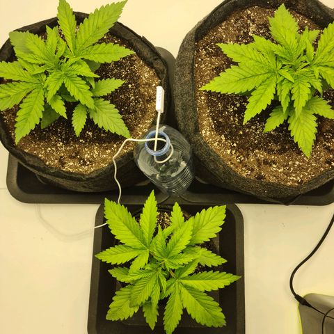 Critical Kush  growlog timeline photo