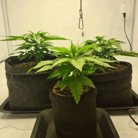 Critical Kush  growlog timeline photo