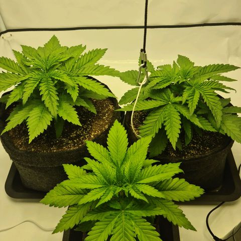 Critical Kush  growlog timeline photo