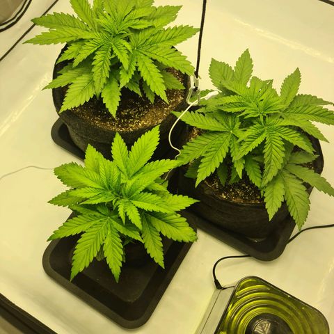 Critical Kush  growlog timeline photo
