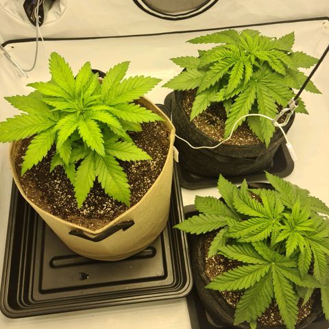 Critical Kush  growlog timeline photo