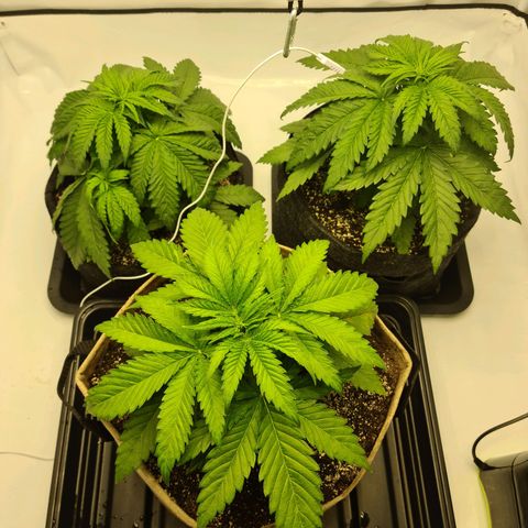 Critical Kush  growlog timeline photo