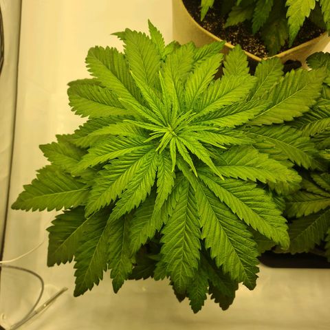 Critical Kush  growlog timeline photo